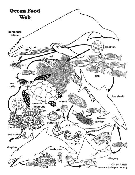 Ocean Food Web Coloring Page Ocean Food Chain Project, Food Chain And Food Web, Ocean Food Web, Food Web Worksheet, Ocean Food Chain, Food Web Activities, Halloween Worksheets Free, Food Chain Worksheet, Owl Food