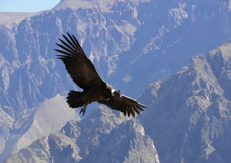 Reserva Natural del Cóndor Andino | Mendoza Travel Andean Condor, Visit Argentina, Kinds Of Birds, Birds Of Prey, Amazing Nature, Natural Wonders, Beautiful Creatures, Beautiful Birds, Beautiful World