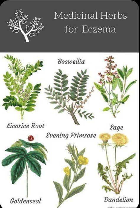 Herbs For Excema, Medical Herbs Natural Treatments, Medicinal Herbs Garden, Medical Herbs, Magic Herbs, Magical Herbs, Herbal Apothecary, Natural Healing Remedies, Healing Plants