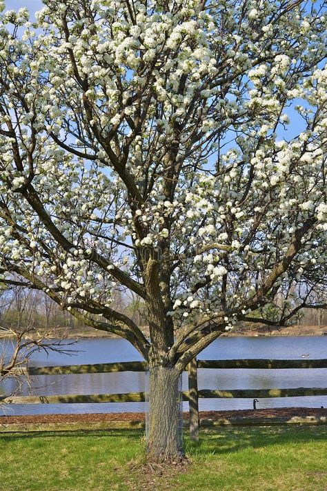 Wild Plum Tree, Wild Plum, Native Plant Gardening, Vertical Gardening, Plum Tree, Native Garden, Background For Photography, Photo Reference, Native Plants