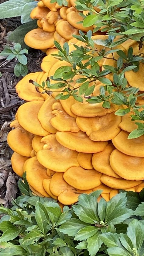 Anyone know anything about mushrooms that show up in your yard? Jeff looked this up and it’s called a Jack-o-lantern 🎃 mushroom. My question is, is this bad for the yard? Jeff said they feed on dead things. We had a large oak tree there years ago and that’s all we know would be dead under there. I would love to know your insight if you have any. ❤️ Jack O Lantern Mushroom, Large Oak Tree, Edible Mushrooms, All We Know, Oak Tree, Jack O, Jack O Lantern, Stuffed Mushrooms, Yard