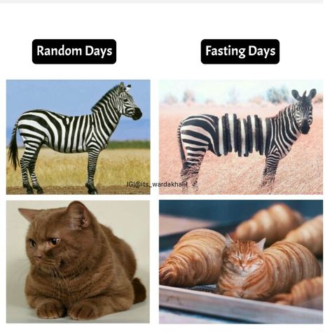 #ramadan #ramadan_meme #memes Ramadan Relatable Memes, Ramadan Jokes, Ramadan Memes, Fast Day, Islamic World, Iftar, Funny Animal Pictures, Funny Animal, Blue Aesthetic