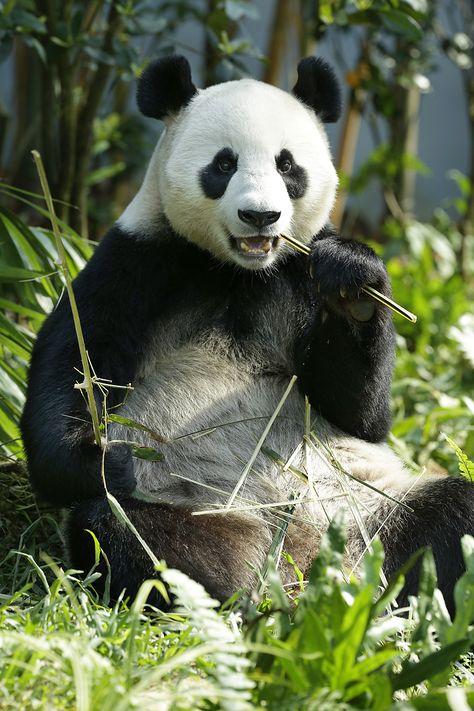 Wild Panda, Singapore Attractions, Reasons To Be Vegan, Singapore Zoo, Land Animals, Animal Reference, Wildlife Reserve, Paradise City, National Animal