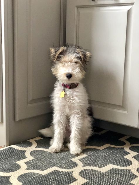 Penny the wire fox terrier, WFT, 4 months Wired Fox Terrier, Wire Terrier, Wire Fox Terrier Puppies, Wire Haired Fox Terrier, Fox Terrier Puppy, Hypoallergenic Puppies, English Terrier, Wire Haired Terrier, John Myers