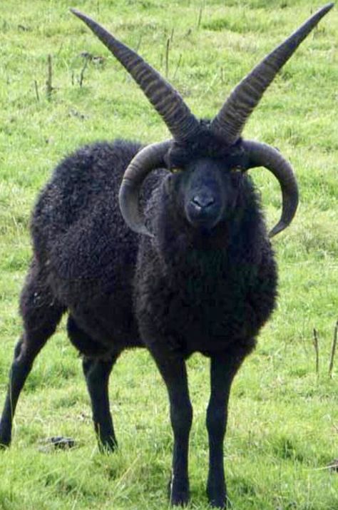 The Hebridean is a breed of small black sheep from Scotland, similar to other members of the Northern European short-tailed sheep group, having a short, triangular tail. They often have two pairs of horns. Wikipedia Goat Teeth, Goats Aesthetic, Goat Aesthetic, Hebridean Sheep, Goat Leg, Badass Pictures, Black Goat, Goat Horns, Goat Skull