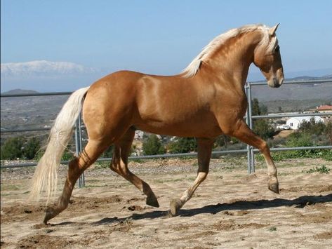 Palomino Dressage Horse, Palomino Horses, Lusitano Horse, Beautiful Horses Photography, Palomino Horse, Horse Inspiration, Andalusian Horse, Most Beautiful Horses, Most Beautiful Animals