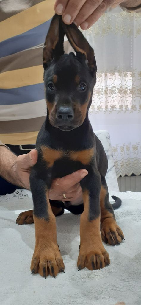 Dobber Man Puppies, Baby Doberman Puppies, Cute Doberman Puppies, Dobber Man Dog, Female Doberman, Doberman Puppies For Sale, Pet Wolf, Doberman Puppies, Dream Puppy