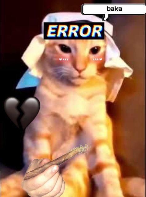 pov: habibi cat offers you a joint Habibi Cat, Teddy Bear, ? Logo, Memes, Animals