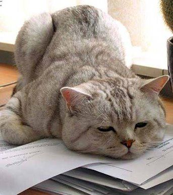 Mondays are just sooo tough! I Hate Mondays, Real Funny, Söt Katt, Animal Pics, Inspiring Images, Cats Meow, Funny Animal, True Story, Crazy Cat Lady