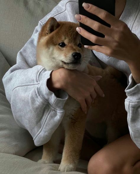 Japanese Dogs, Shiba Inu Puppy, Akita Dog, Shiba Inu Dog, Artist Aesthetic, Super Cute Animals, Chiba, Animal Companions, Cute Cats And Dogs