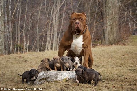 A photograph of Hulk the pitbull and his offspring together near their home in New Hampshire. Hulk is said to be largest American pitbull. Hulk The Pitbull, Xxl Pitbull, Pitbull Xxl, Big Pitbull, Cute Pitbull Puppies, Pitbull Puppy, Pitbull Puppies, Pit Bulls, Cane Corso