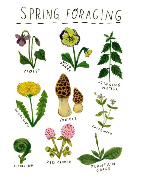 Madison Safer, Spring Foraging, Snow Illustration, Flower Chart, Magic Design, Herbal Magic, Snow And Ice, Healing Herbs, Spring Is Coming