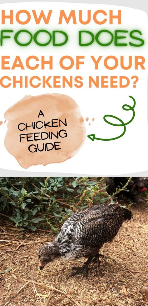 Chicken Care 101, Having Chickens, Chicken Rearing, Feed Chickens, Chickens 101, Food For Chickens, Feeding Chickens, Laying Chickens, Foods With Iron