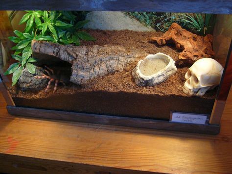 Tarantula Habitat, Tarantula Enclosure, Cane Toad, Pet Tarantula, Snake Terrarium, Snake Enclosure, Gecko Terrarium, Reptile House, Realistic Stuffed Animals