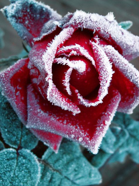 Frozen Rose, Household Plants, Snow Flower, Winter Rose, Winter Garden, Red Rose, Beautiful Roses, Rose Flower, Winter Wonderland