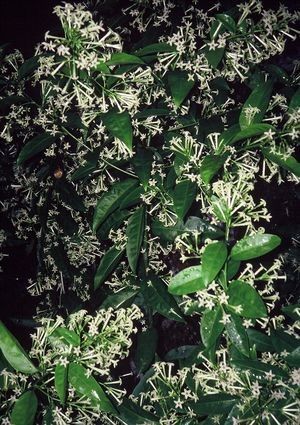 Cestrum nocturnum NIGHT-BLOOMING  JASMINE native of West Indies Cestrum Nocturnum, Night Jasmine, Night Blooming Flowers, Flower Structure, Plant Care Instructions, Jasmine Plant, Fence Wall, Night Beautiful, Landscape Plants