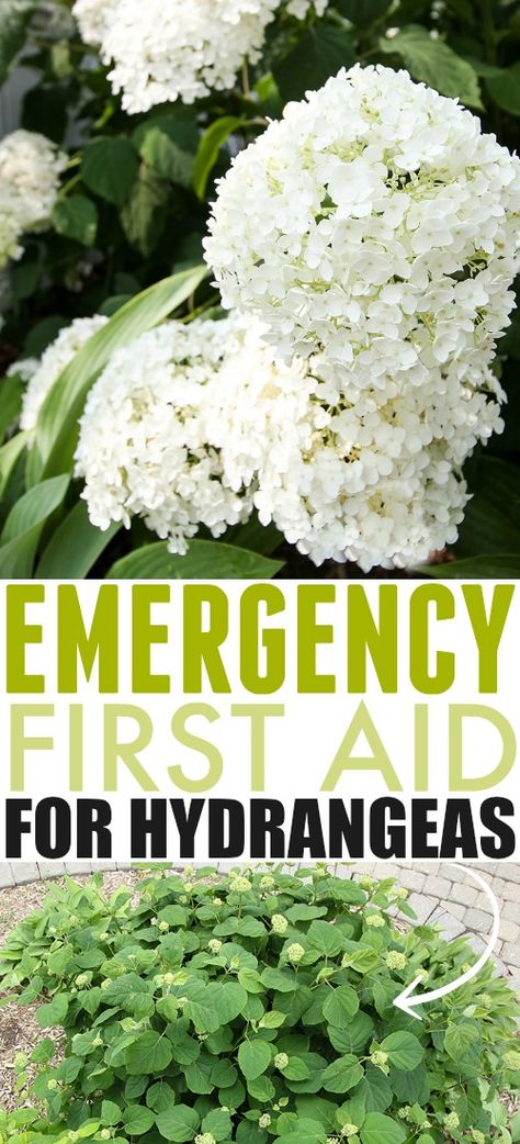 Emergency First Aid for Hydrangea Problems | The Creek Line House Hydrangea Plant Care, Hydrangea Landscaping, Emergency First Aid, Hydrangea Bush, Hydrangea Care, Growing Hydrangeas, Hydrangea Garden, Planting Hydrangeas, Garden Care