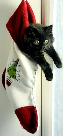 #christmas #christmaspresents Cat Stockings, Cat Pfp, Christmas Kitten, Söt Katt, Animal Antics, Kitten Pictures, A Black Cat, Black Kitten, Christmas Cat