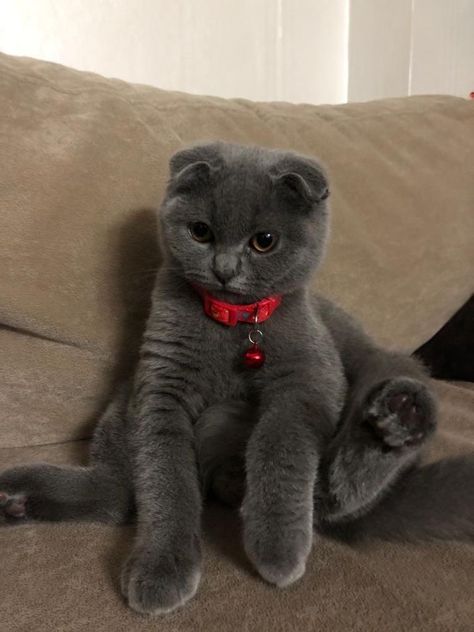 Scottish Fold Kittens, Most Popular Cat Breeds, Cat Area, Popular Cat Breeds, Dream's Cat, Grey Kitten, Russian Blue Cat, رعب نفسي, Gray Cat