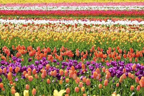 #flowers #agroproes #aquaponics #hydroponics #farming #kitchengarden #coolcolours #floriculture #aquaponicsfarming How To Plant Flowers, Notion Pictures, Flowers From Seed, Flower Farming, Flowering Plants, Ornamental Plants, Plant Pictures, Foliage Plants, Bedding Plants