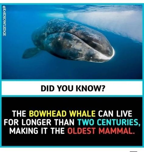 Fun facts-May 5th Unknown Animals, Science Facts Mind Blown, Wierd Facts, Physiological Facts, Psychological Facts Interesting, Interesting Science Facts, Brain Facts, Unique Facts, True Interesting Facts