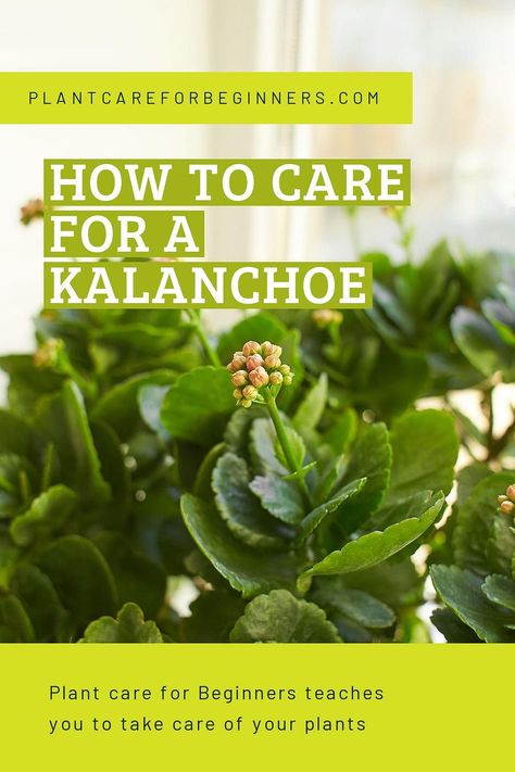 Florist Kalanchoe Care, Kalonche Plant Care, Kalanchoe Plant Care Indoors, Kalanchoe Plant Propagation, Kalanchoe Plant Care, Aloe Plant Care, Kalanchoe Flowers, Kalanchoe Plant, Special Plants