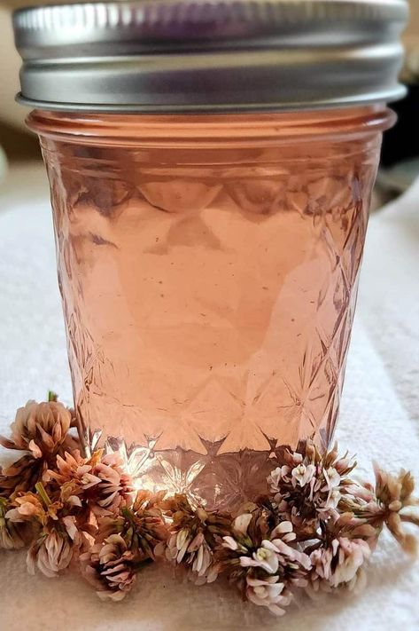 Recipe for How to Make White Clover Jelly – Hawk Point Hobby HomeStead White Clover Jelly, Clover Jelly, Apple Blossom Recipe, Herbal Business, Freezing Veggies, Clover Blossom, Flower Recipe, Flower Jelly, Edible Flowers Recipes