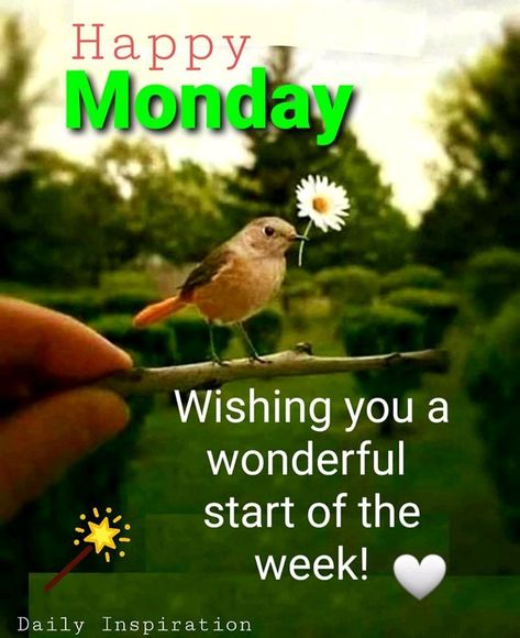 Have a happy Monday 💚❤️💚 Thank you ❤️ 😊 🥰❤️ Daily Inspiration 💖 Happy Monday Have A Great Week, Happy Monday Quotes Funny, Happy Monday Images, Monday Wishes, Good Morning Wishes Friends, Morning Sweetheart, Happy Monday Quotes, Monday Blessings, Happy Birthday Wishes Cake