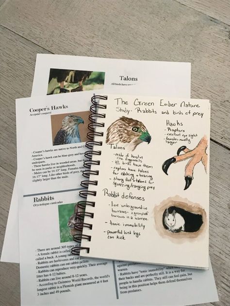 Join us for a delightful nature study inspired by The Green Ember. The printable packet and video are included! #charlottemason #homeschool #naturestudy #everydaygraces #thegreenember Morning Time Routine, The Green Ember, Green Ember, Slippery Fish, Female Rabbit, Young Rabbit, Cooper's Hawk, Phonics Programs, Study Cards