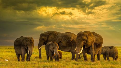 Pop Design For Roof, Elephant Photography, Ivory Trade, Herd Of Elephants, Pictures For Desktop, Evening Sunset, Save The Elephants, Drawing Studies, Elephant Family