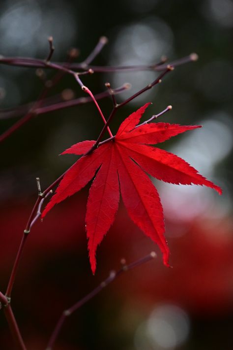 Leaves Name, Nails Thanksgiving, Brain Storming, The Last Leaf, Fall Images, Autumn Thanksgiving, Red Leaves, Autumn Nature, Home Inspo