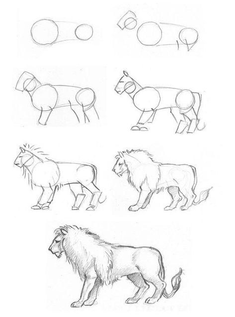 ART drawing & painting international | Lion drawing tutorial | Facebook Lion Anatomy Drawing, Kids Drawing Easy, Drawing Easy Step By Step, Realistic Animal Drawings, Lion Sketch, Lion Drawing, Drawing Tutorials For Kids, Bio Art, Human Drawing