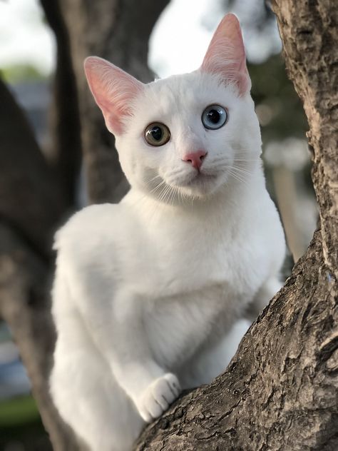 Khao Manee, Munchkin Cat, Cat With Blue Eyes, Most Beautiful Cat Breeds, White Cats, Cat Facts, Domestic Cat, Silly Cats, Sweet Animals