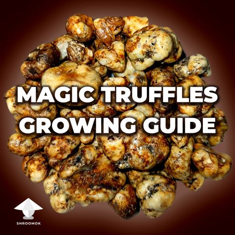 How to grow magic truffles, e.g. Psilocybe Tampanensis or Mexicana Growing Truffles, Magic Truffles, Granite House, Mushroom Farm, Mushroom Cake, Growing Mushrooms At Home, Farming Ideas, Mushroom Species, Truffle Mushroom