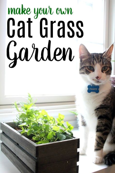 Does your cat eat grass outside? Is your cat trying to eat plants inside your home that aren't safe? Make your own cat grass garden with herbs that cats can eat safely. Cat Grass Indoor, Cat Friendly Plants, Cat Eat, Grass Garden, Cat Grass, Cat Plants, Cats Diy Projects, Grasses Garden, Houseplants Indoor