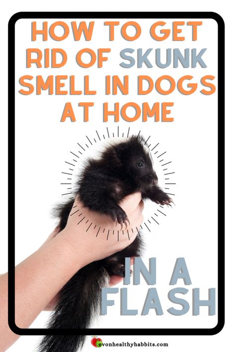 Dog Skunk Remedy, How To Get Skunk Smell Out Of House, How To Remove Skunk Smell From House, Skunked Dog Remedies, How To Get Rid Of Skunk Smell In House, Essential Oils For Skunk Smell In House, Skunk Smell Out Of Cat, Get Rid Of Skunk Smell On Dog, Removing Skunk Smell From Dog