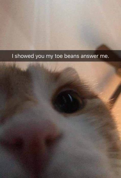 My Toe Beans! Minions Funny Images, Funny School Pictures, Funny Sports Pictures, Toe Beans, Fails Funny, Grumpy Cat Humor, Cat Meme, Dump A Day, Cats Funny