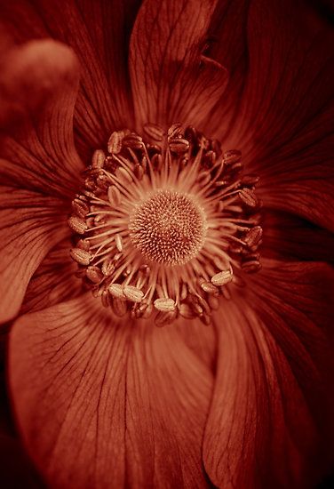 Anemone dipped in #Marsala in honor of Pantone's 2015 color of the year by alan shapiro Pantone 2015, Potters Clay, Pantone Palette, Red Pear, Cinnamon Color, Red Ochre, Aesthetic Garden, Desert Flowers, Dark Autumn