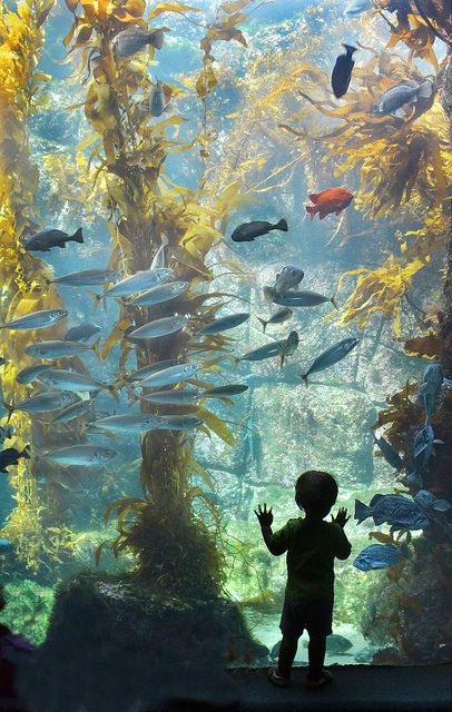 youngster admires a world of fish and seaweed at the Birch Aquarium at Scripps in La Jolla, California. Birch Aquarium, Aquarium Pictures, Types Of Fish, Photography Classes, Underwater World, La Jolla, Ocean Life, Tropical Fish, Aquariums