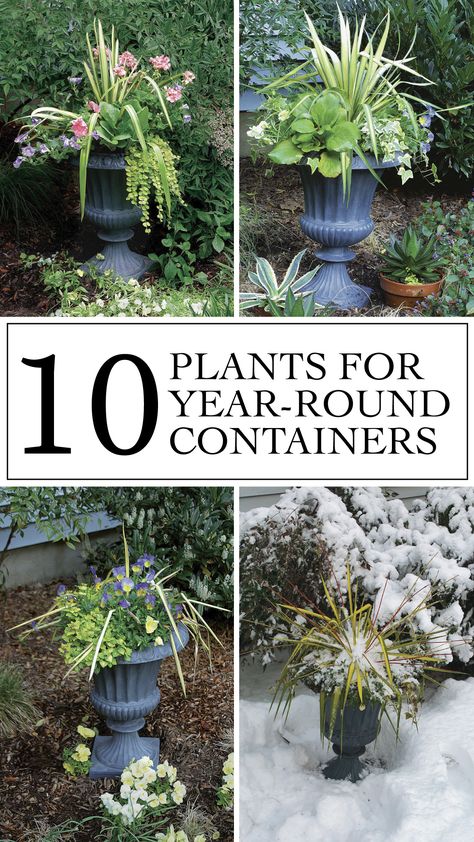 year-round container gardening Gardening Schedule, All Year Round Plants, Best Potted Plants, Potted Plants Outdoor, Winter Plants, Fine Gardening, Container Design, Outdoor Pots, Wonderful Flowers