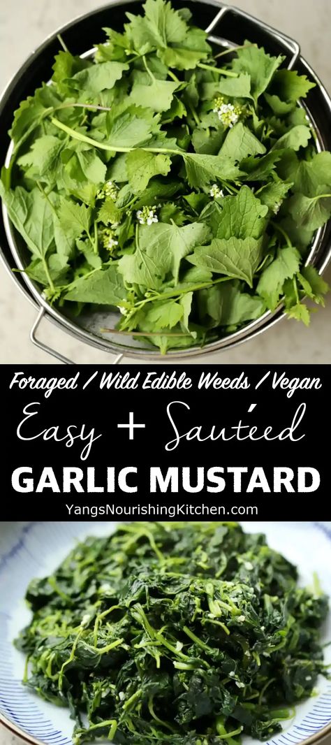 Sautéed Garlic Mustard Recipe (Foraged Wild Greens) Rocket Recipes, How To Cook Garlic, Spring Garlic, Medicinal Weeds, Garlic Mustard, Mustard Plant, Wild Food Foraging, Mustard Recipe, Foraging Recipes