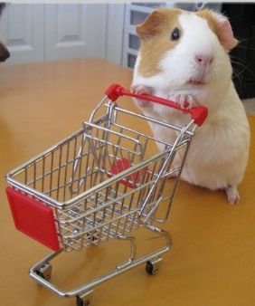 Lets shop Guine Pig, Guinea Pigs Funny, Blog Wallpaper, Baby Guinea Pigs, Pet Guinea Pigs, Guinea Pig Care, Cute Guinea Pigs, Cute Piggies, Cute Hamsters