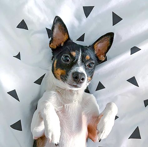 10 Spirited Rat Terrier Mixes You'll Be Happy to Chase After | Daily Paws Chihuahua Rat Terrier Mix Dogs, Rat Terrier Chihuahua Mix Dogs, Corgi Chihuahua Mix, Rat Terrier Puppies, Pomeranian Chihuahua Mix, Rat Terrier Mix, Rat Terrier Dogs, Love And Loyalty, Pomeranian Mix