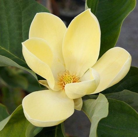 Butterflies Yellow, Yellow Magnolia, Cold Porcelain Flowers, Magnolia Blossom, Flower Store, Magnolia Trees, Flower Studio, Floral Photo, Violet Flower