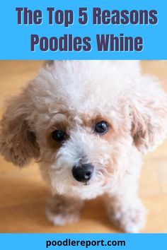 Step one in helping your poodle calm down will be to understand what caused the whining. When there is such a wide variety of reasons for it, you always need to figure this out before moving forward with any action. #poodle #poodlewhining #poodlecare #poodlehealth Poodle Haircut Styles Teddy Bears, Miniature Poodle Cuts, Miniature Poodle Haircuts, Poodle Teddy Bear Cut, Poodle Puppy Cut, Poodle Puppy Training, Toy Poodle Haircut, Poodle Training, Moyen Poodle