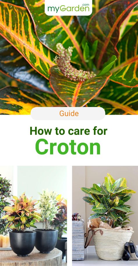 Croton is a houseplant that will decorate your home with a vibrantly colored foliage. Different shaped and colored leaves are characteristic of croton: narrow or wide, full margined or lobed, the leathery, shiny foliage has a wide color pallet - from yellow to green, orange, orange-red and purple. Here's how you take care of this evergreen houseplant. #mygardencom #mygarden #croton #houseplants Croton Plant Care, Croton Plant, Houseplant Collection, Easy House Plants, Black Thumb, Identify Plant, Landscape Plants, Colored Leaves, Sandy Soil