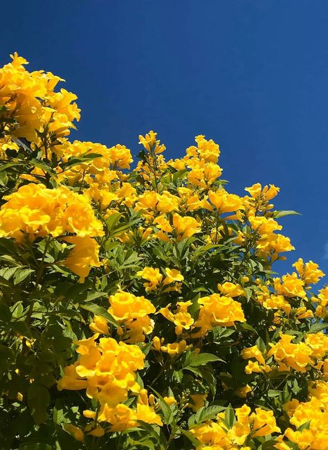 Bell Flowers Aesthetic, Yellow Bells Flowers, Bellflower California, Yellow Bell Flowers, Field Of Yellow Flowers, Flower Field Yellow, Field Of Yellow Flowers Aesthetic, Cali Colombia, Yellow Aesthetic