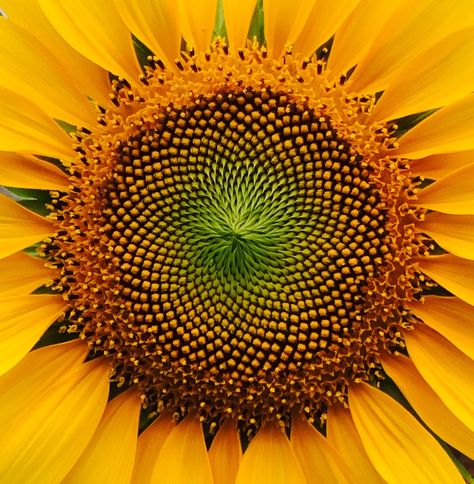 Fractals Pattern In Nature, Fibonacci In Nature Patterns, Radial Symmetry In Nature, Fibonacci In Nature, Sacred Geometry Meanings, Fractals In Nature, Mystical Tattoos, Giant Sunflower, Geometry In Nature