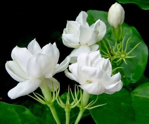 Welcome to Nazneen's Blog World: Loans, Payment of Loans, Freezing of Property, Ban... Jasmine Flower Tea, Jasminum Sambac, Bonsai Nursery, Jasmine Plant, Jasmine Flower, Most Beautiful Flowers, Flower Tea, Beautiful Flowers Pictures, Good Morning Greetings