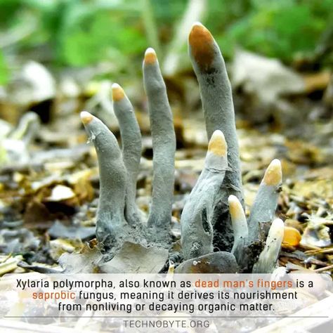 Xylaria Polymorpha or the Dead man's fingers - Explanation and FAQs Mutated Plants, Scavengers Reign, Zombie Au, Bog Witch, Slime Mould, Mushroom Fungi, Game Ideas, Apple Logo, Organic Matter